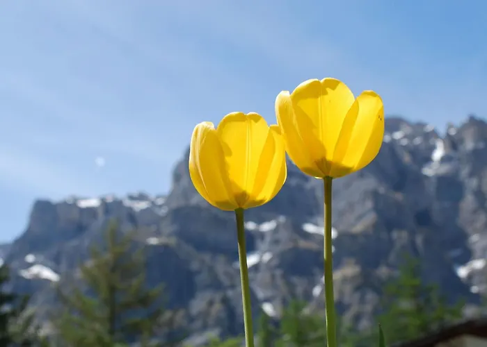 Haus Haus Cristal By Interhome Leukerbad